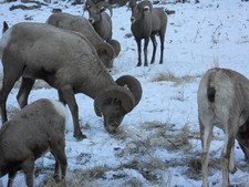 Big Horn Sheep